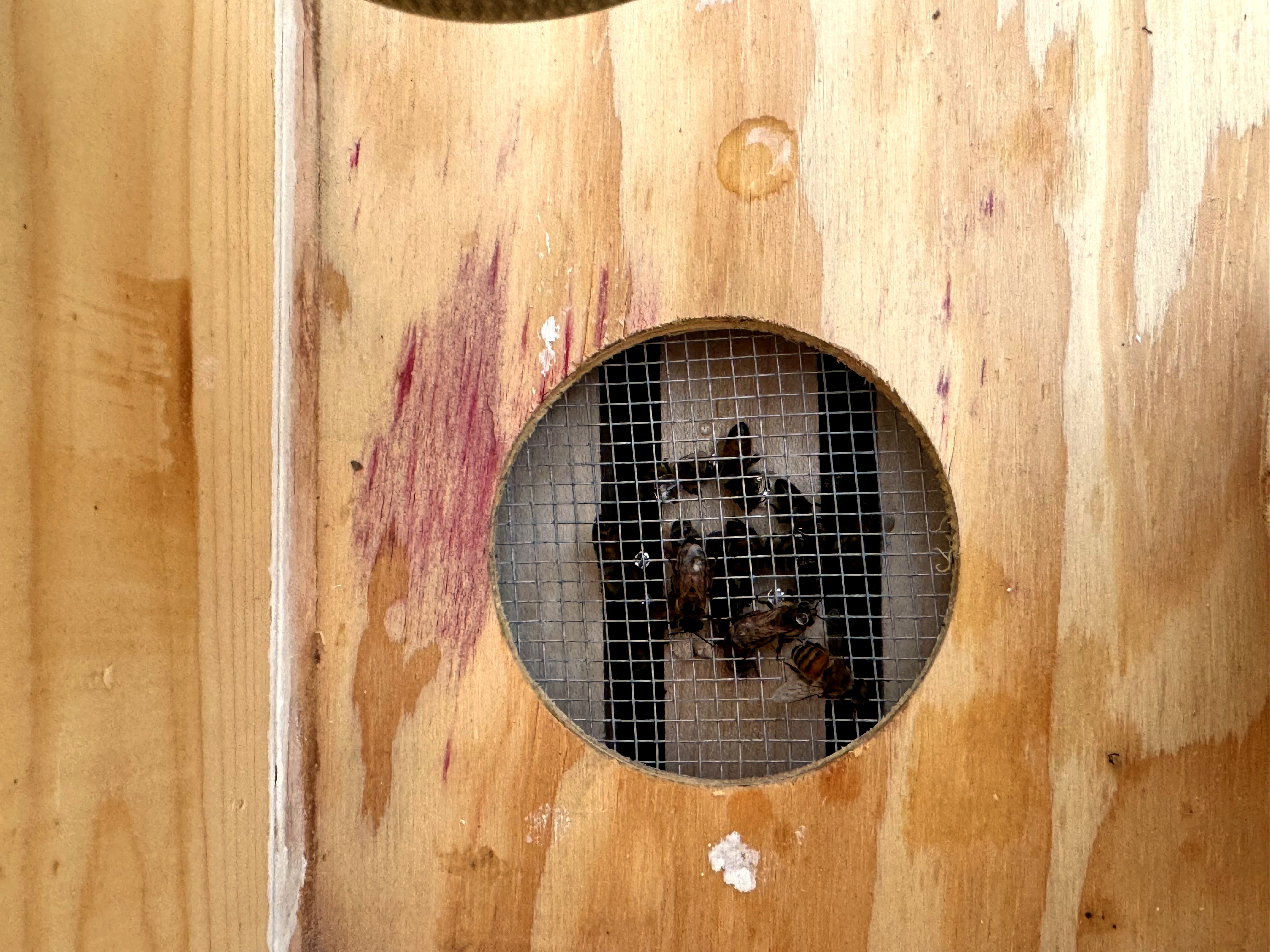 Bees working the jar feeders through the inner cover