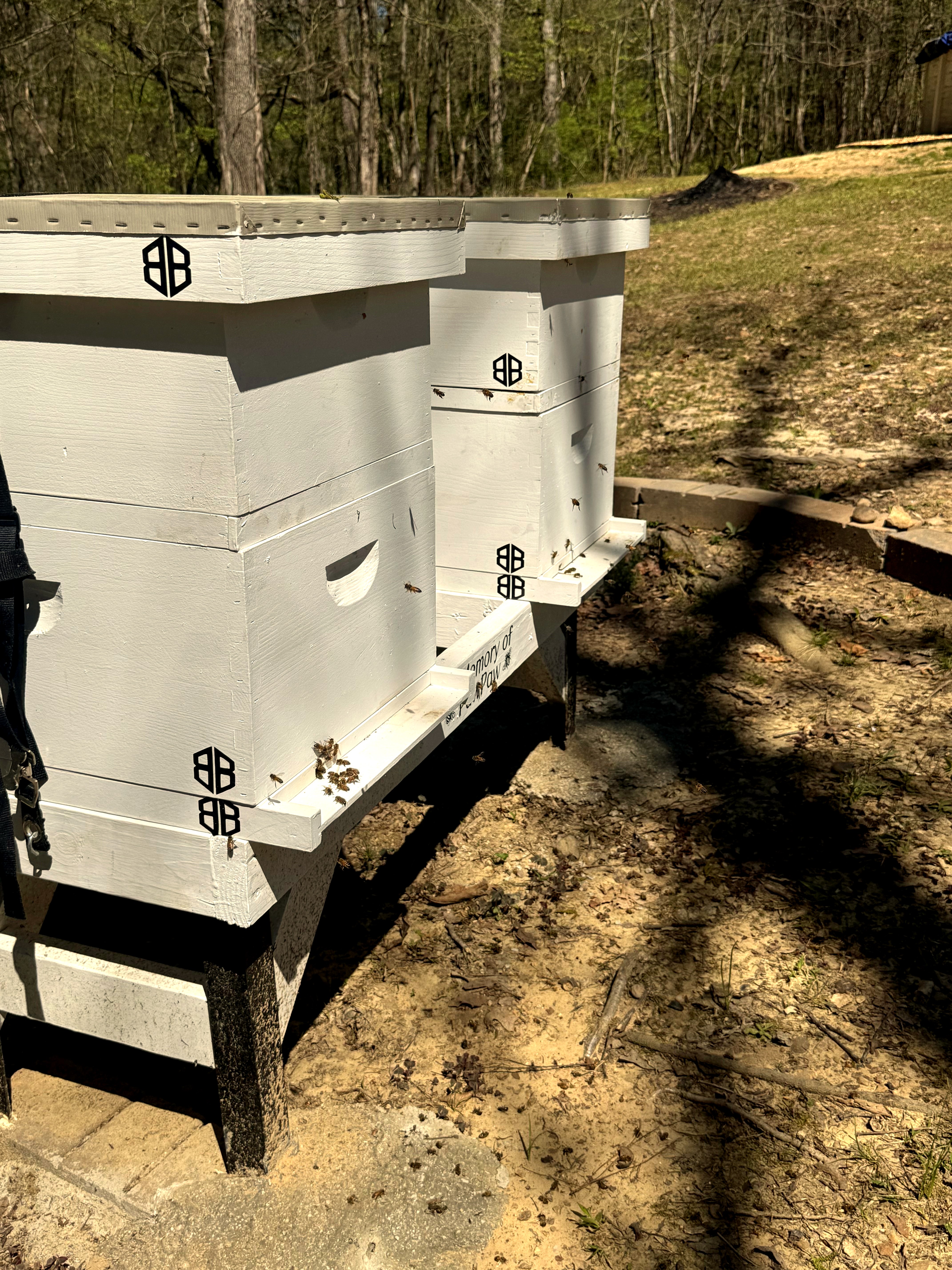 Both hives active 24 hours after install