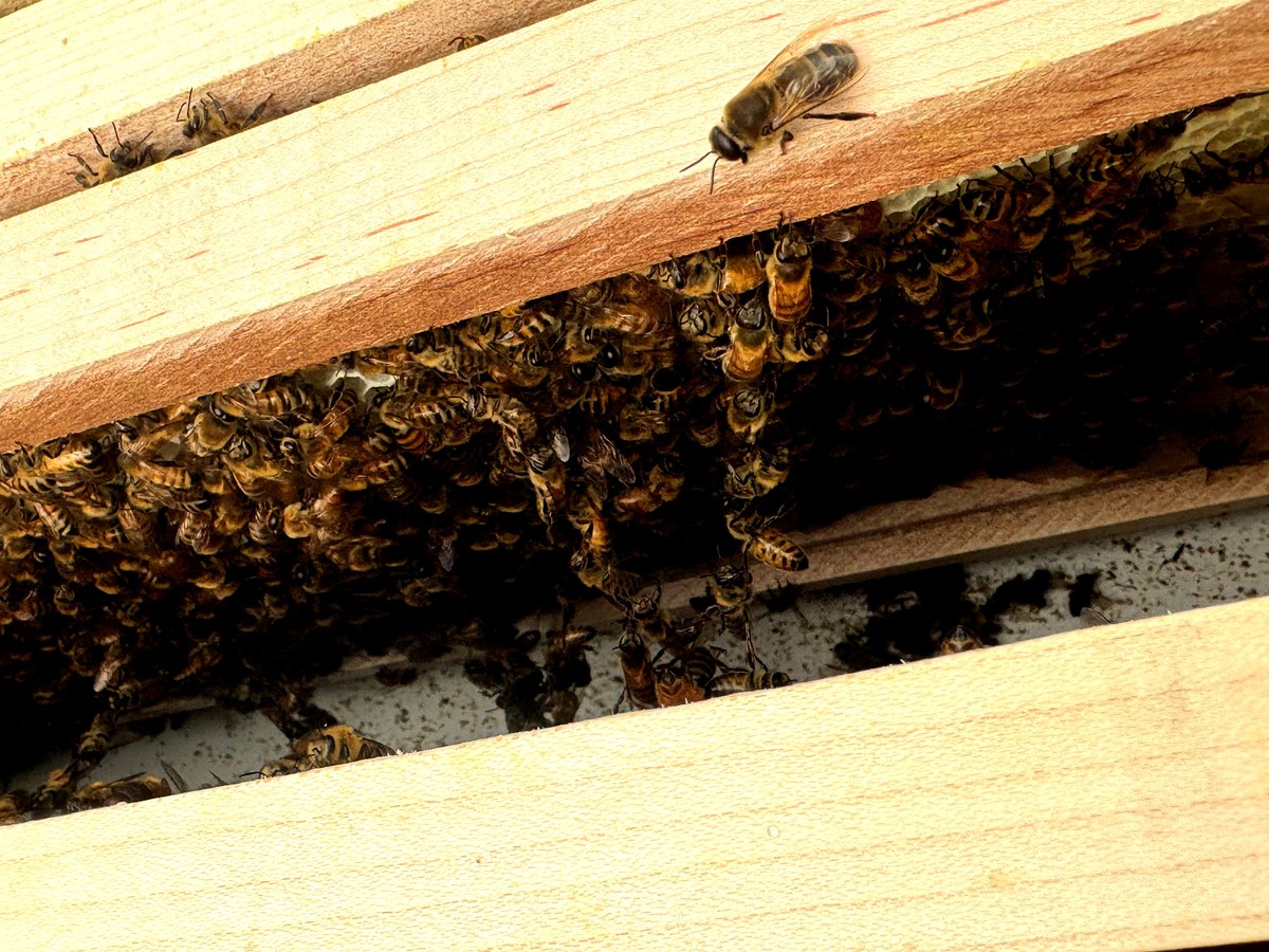 Bees clustered between frames on day 3