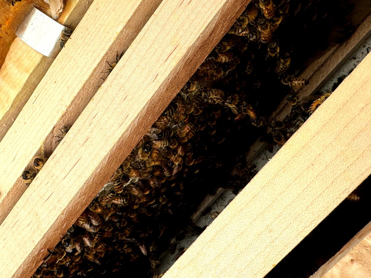 Frames covered in bees during day 3 queen check