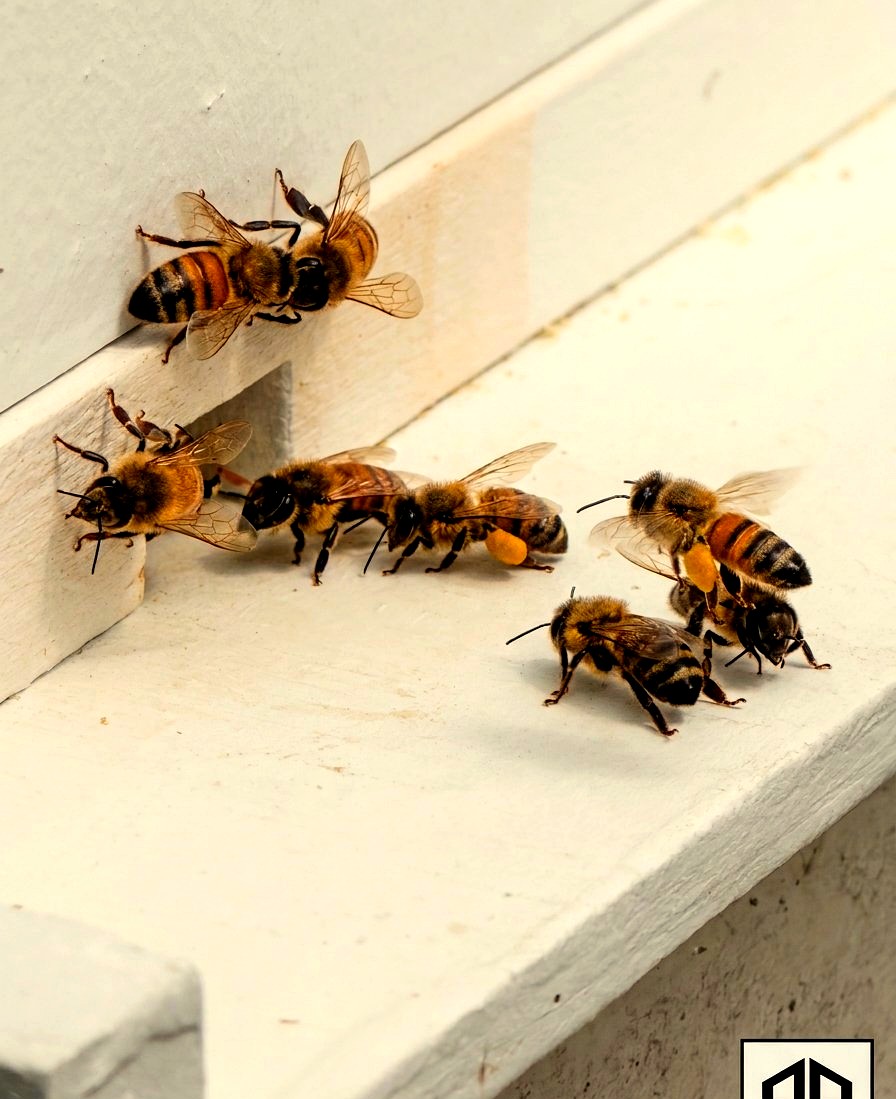 Foragers returning to the hive loaded with pollen