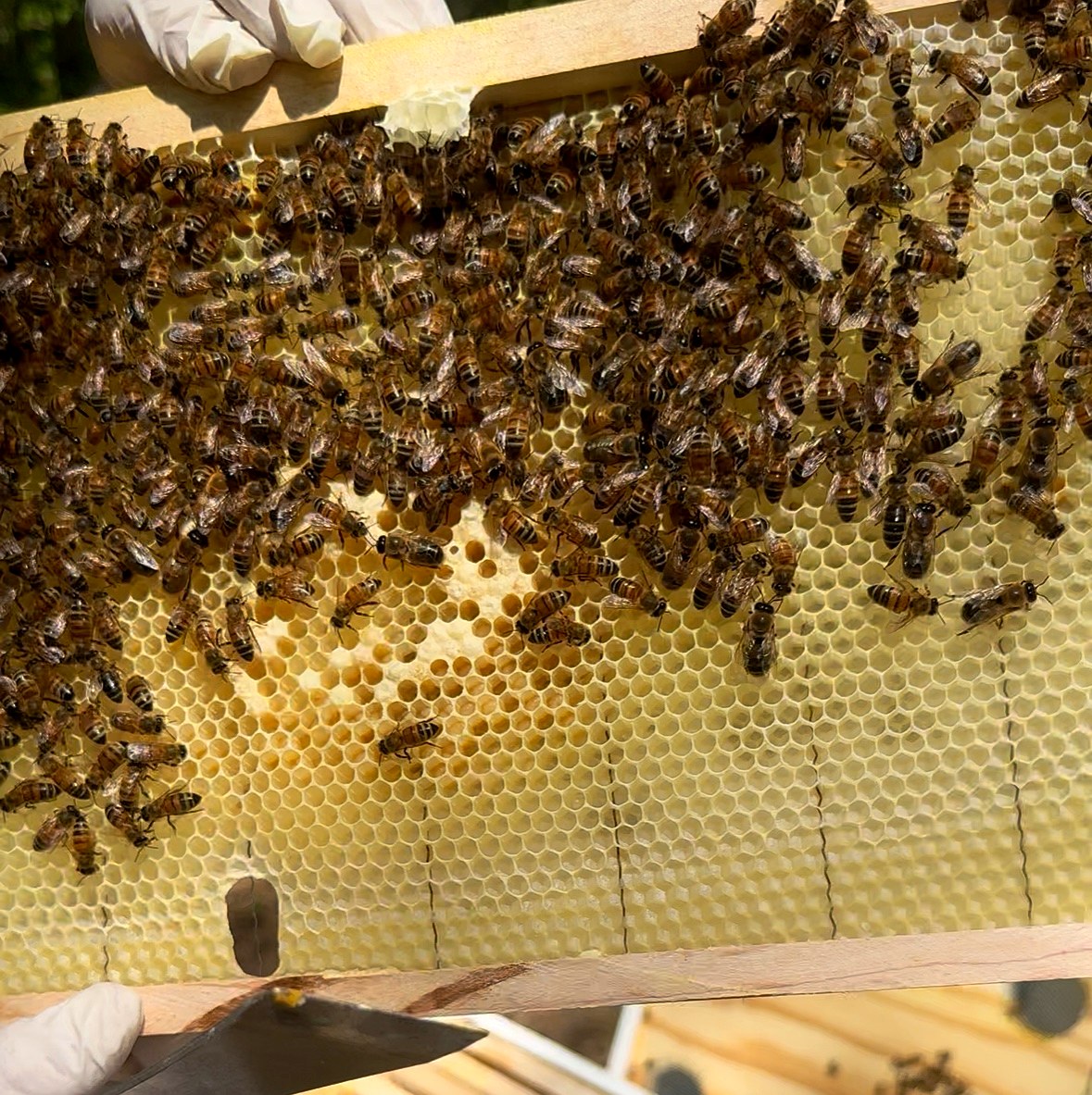 First full hive inspection at Bootstrap Beekeeping apiary