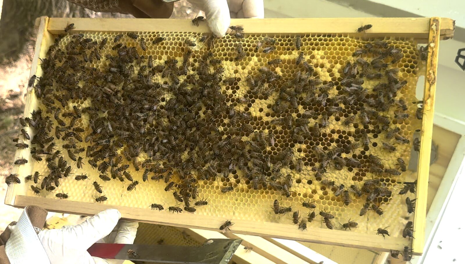 Josh's hive showing dense bee population on brood frame