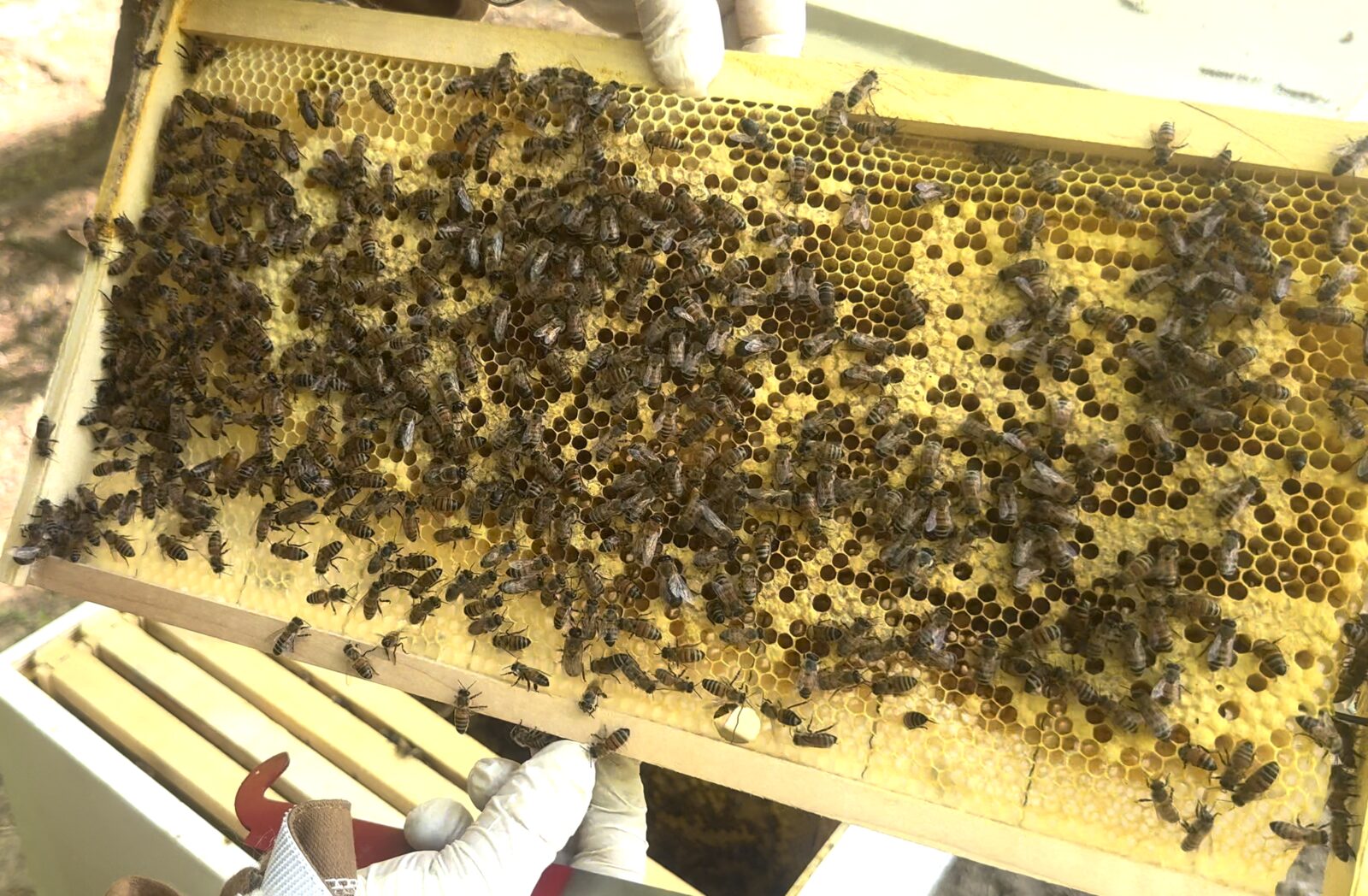 Josh's hive brood frame showing capped brood and open cells