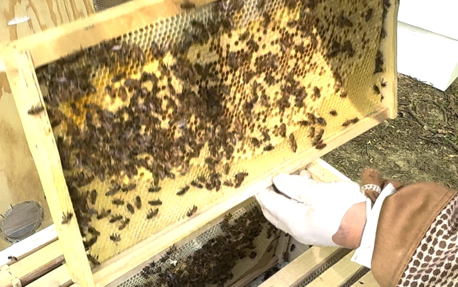 Sawyer's hive brood frame during the three-week inspection