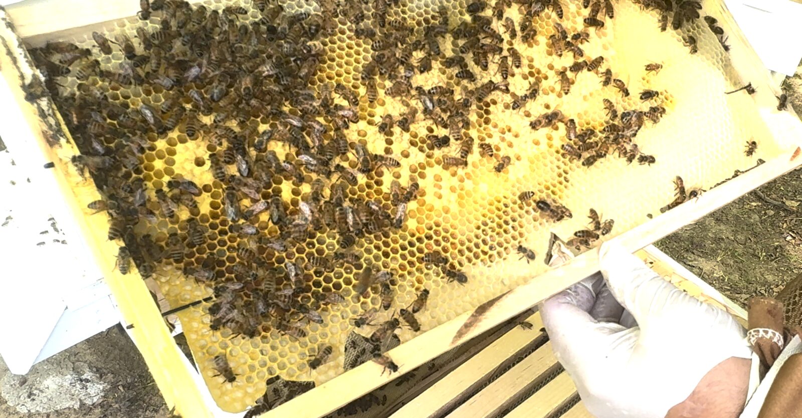Sawyer's hive frame with drawn comb and bees working