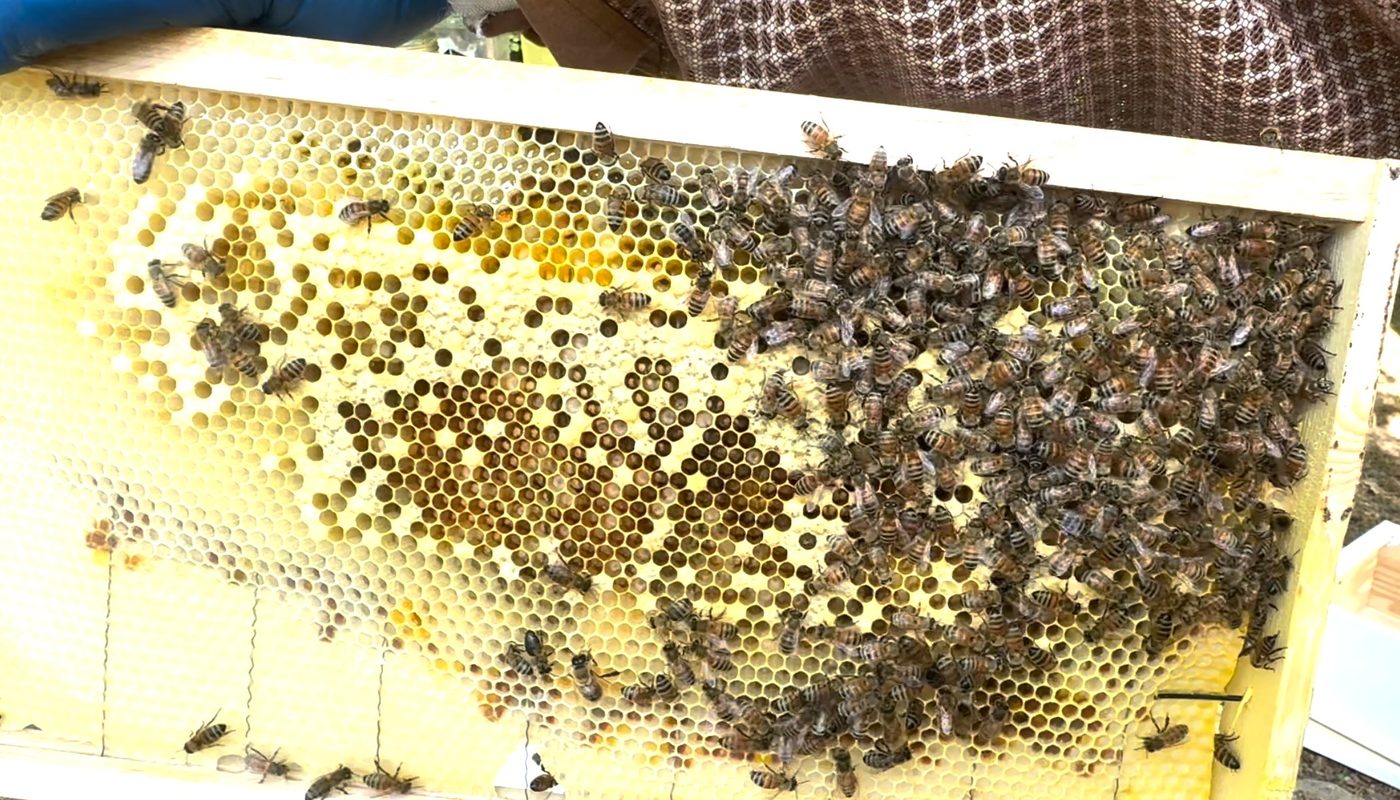 J hive brood frame showing post-hatch empty cells and new brood