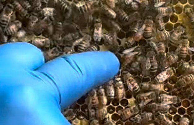 Closeup of the queen on the brood frame in J hive