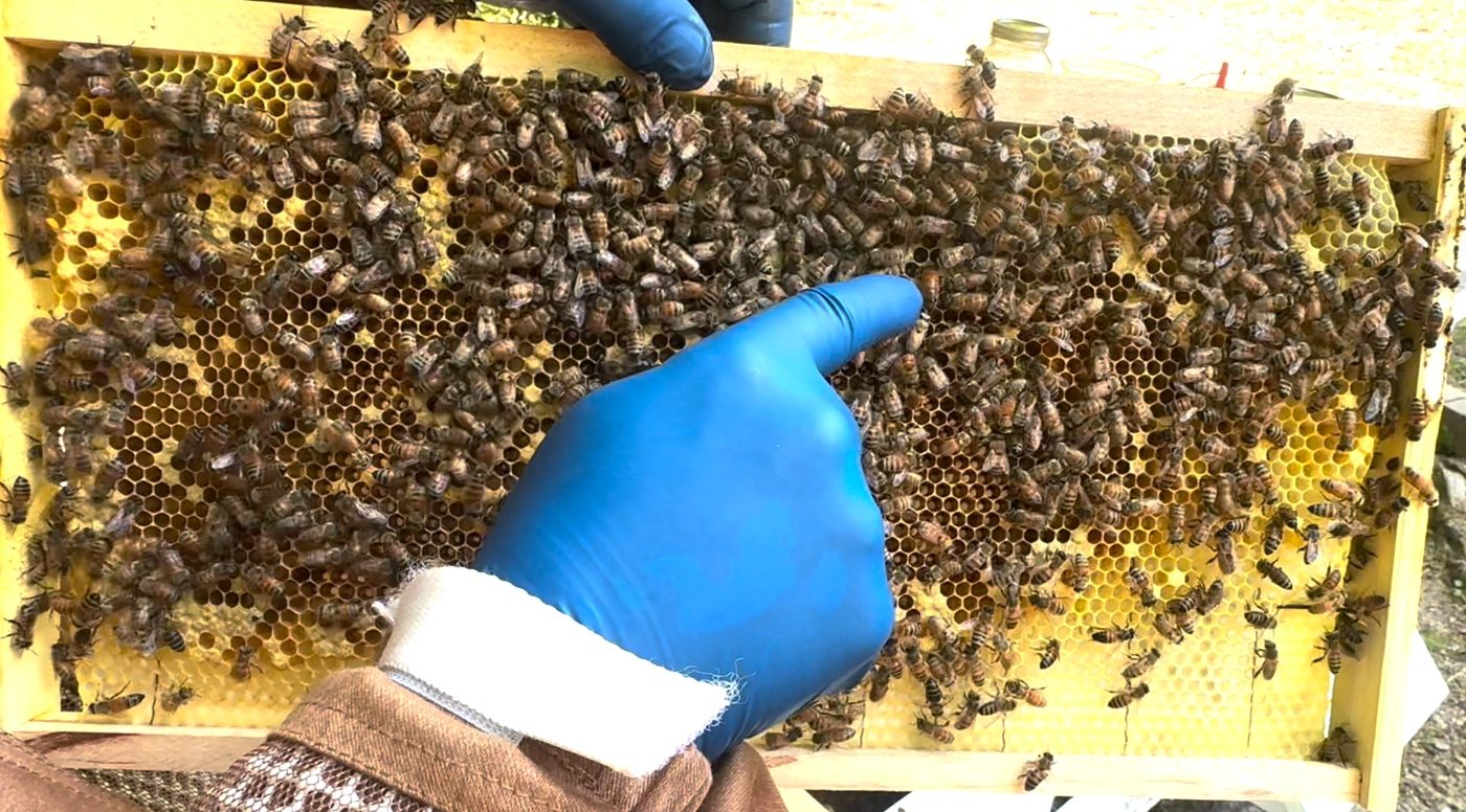 J hive brood frame with queen marked and visible