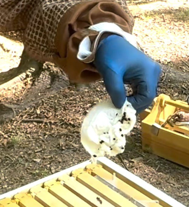 Pulling the Swiffer pad with small hive beetles caught in the fibers