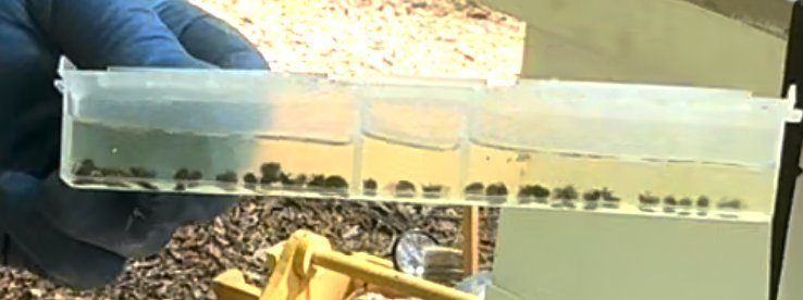Oil trap loaded with small hive beetles