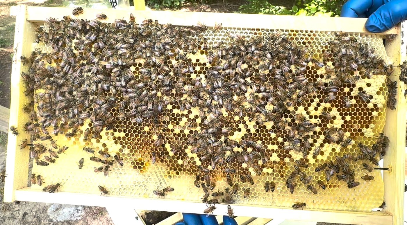 S hive frame showing good bee coverage and comb activity