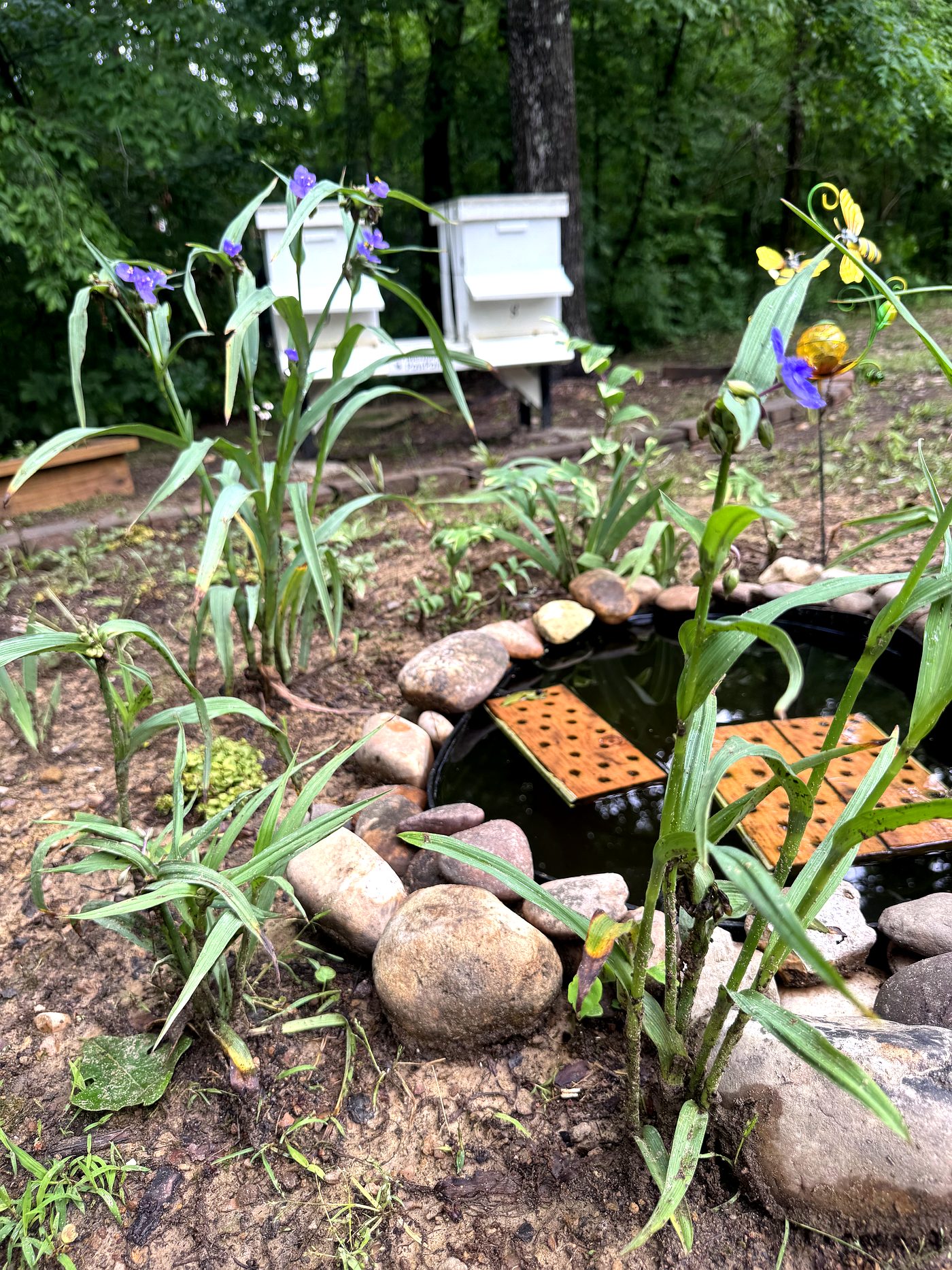Dedicated honeybee water station with floating wood landing rafts, river rock surround, and white beehives visible in the background