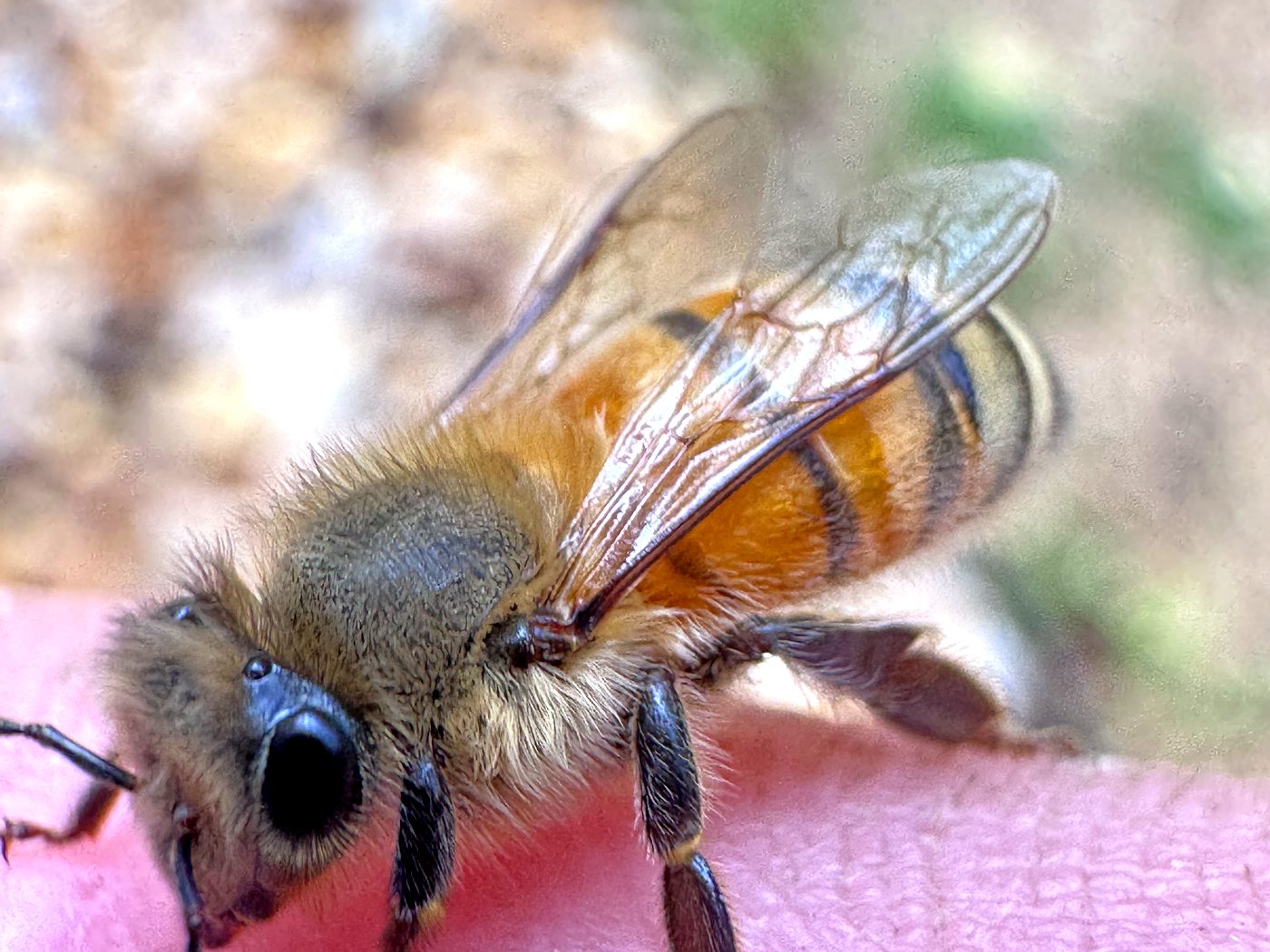 Honeybee perched calmly on a beekeeper's fingertip showing full body detail with beehives softly visible in the background