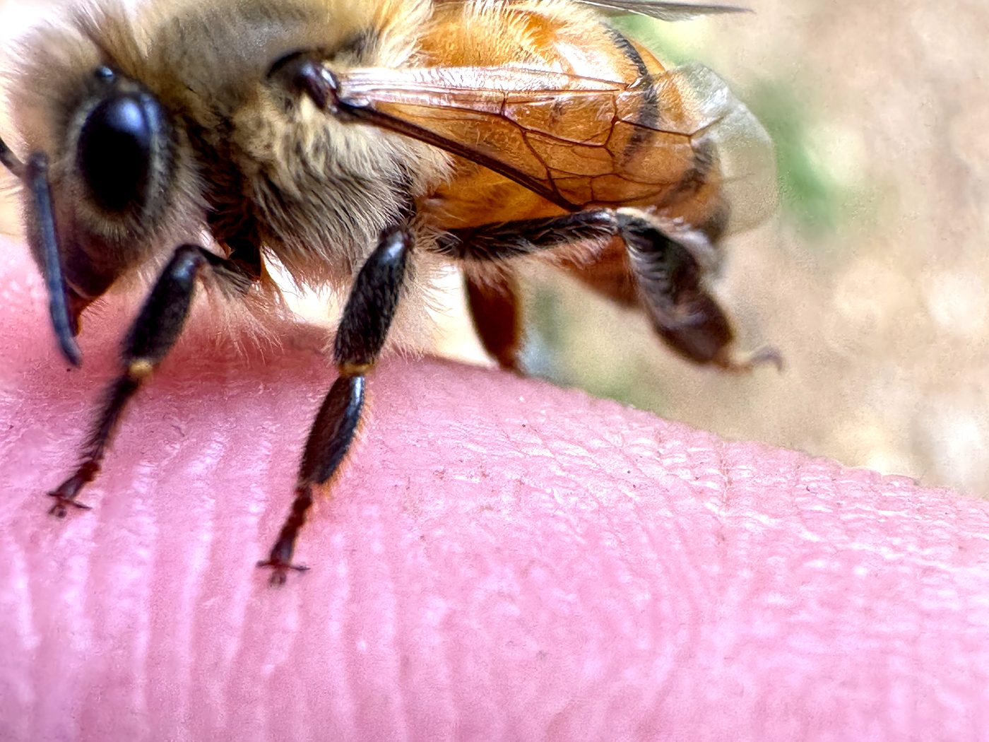 Close-up side profile of a honeybee grooming her proboscis while resting on a beekeeper's hand