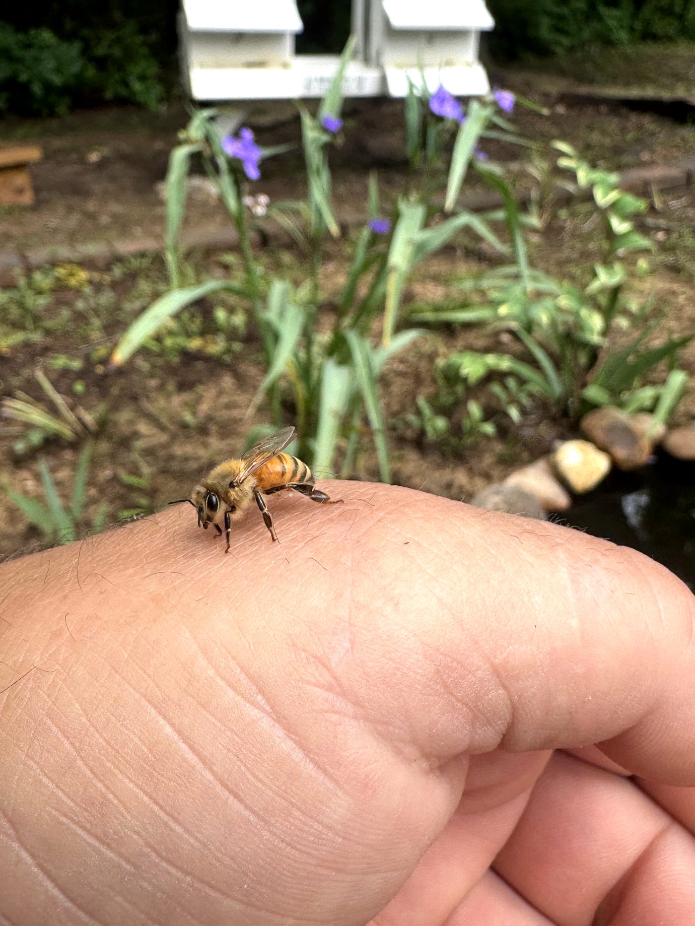 Rescued honeybee resting on a beekeeper's hand with a dedicated water station and white hives visible in the background