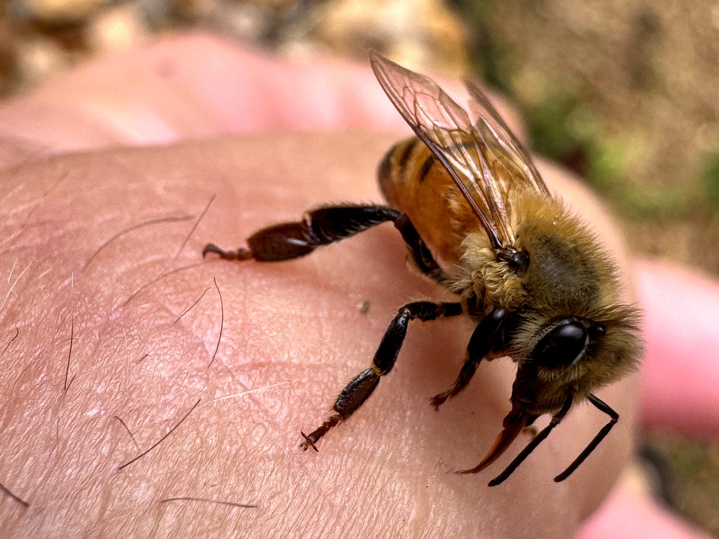 Extreme close-up of a honeybee face showing compound eyes and facial hair detail