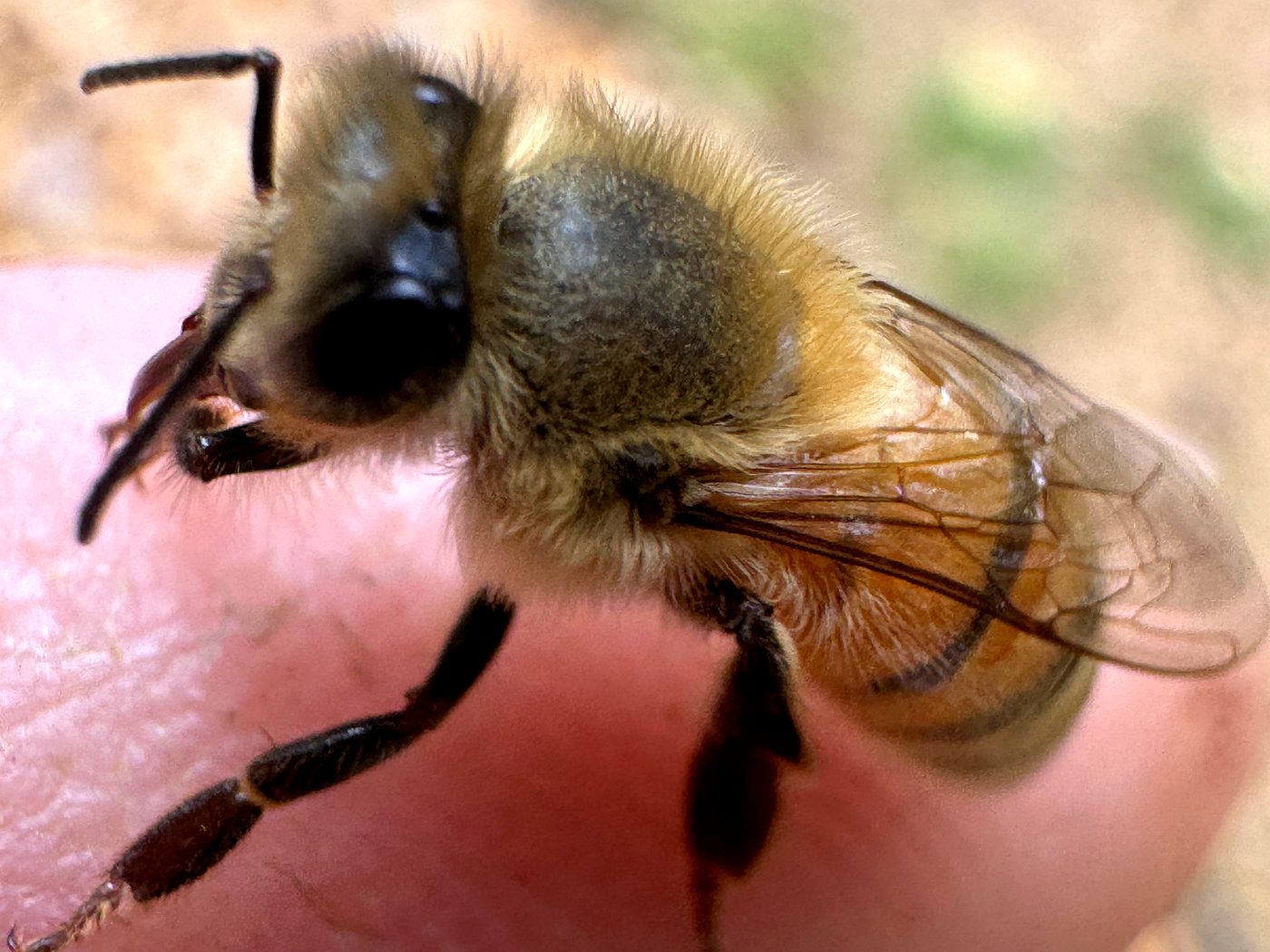 Side profile of a honeybee on a finger showing wing structure and body segments in detail