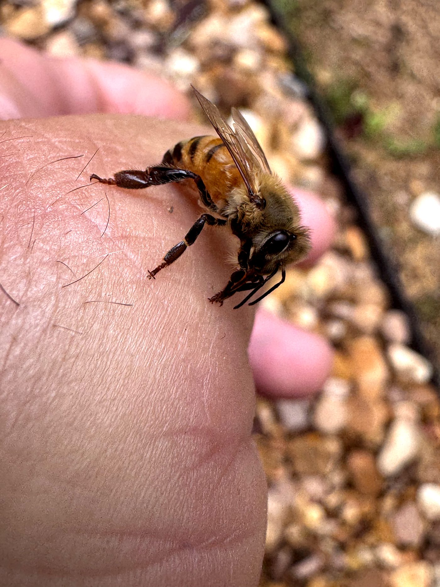 Waterlogged honeybee just rescued from a swimming pool resting on a beekeeper's hand