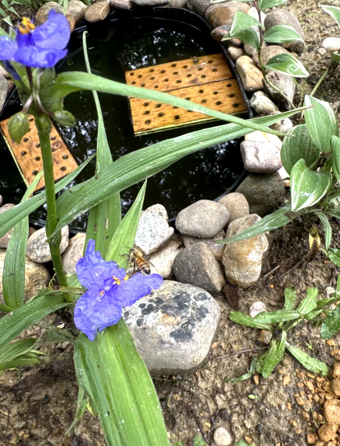 Recovered honeybee on a spiderwort bloom beside a dedicated bee water station