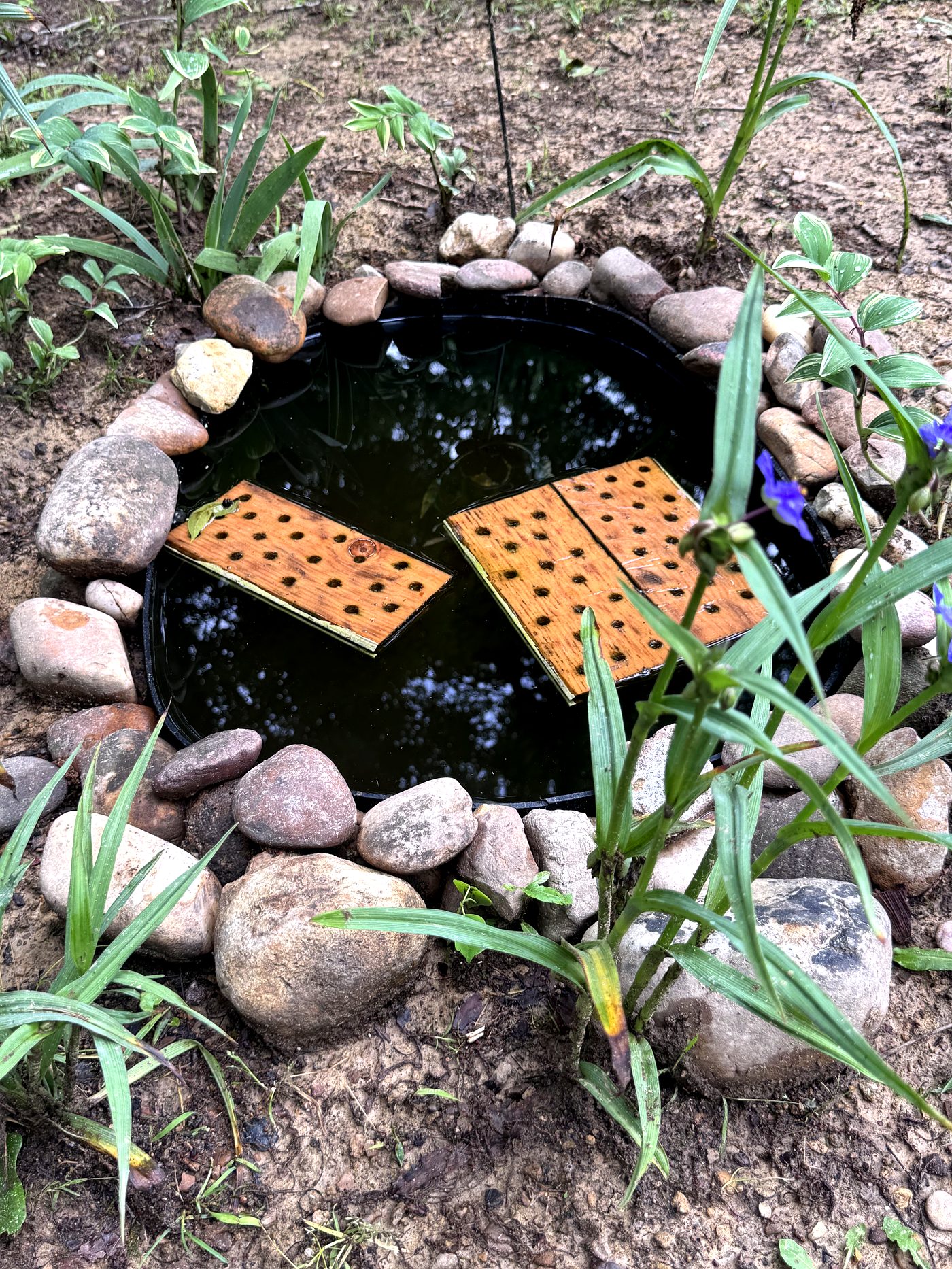 Top-down view of a bee water station showing floating wooden landing rafts with drilled holes in a circular stock tank with river rock border
